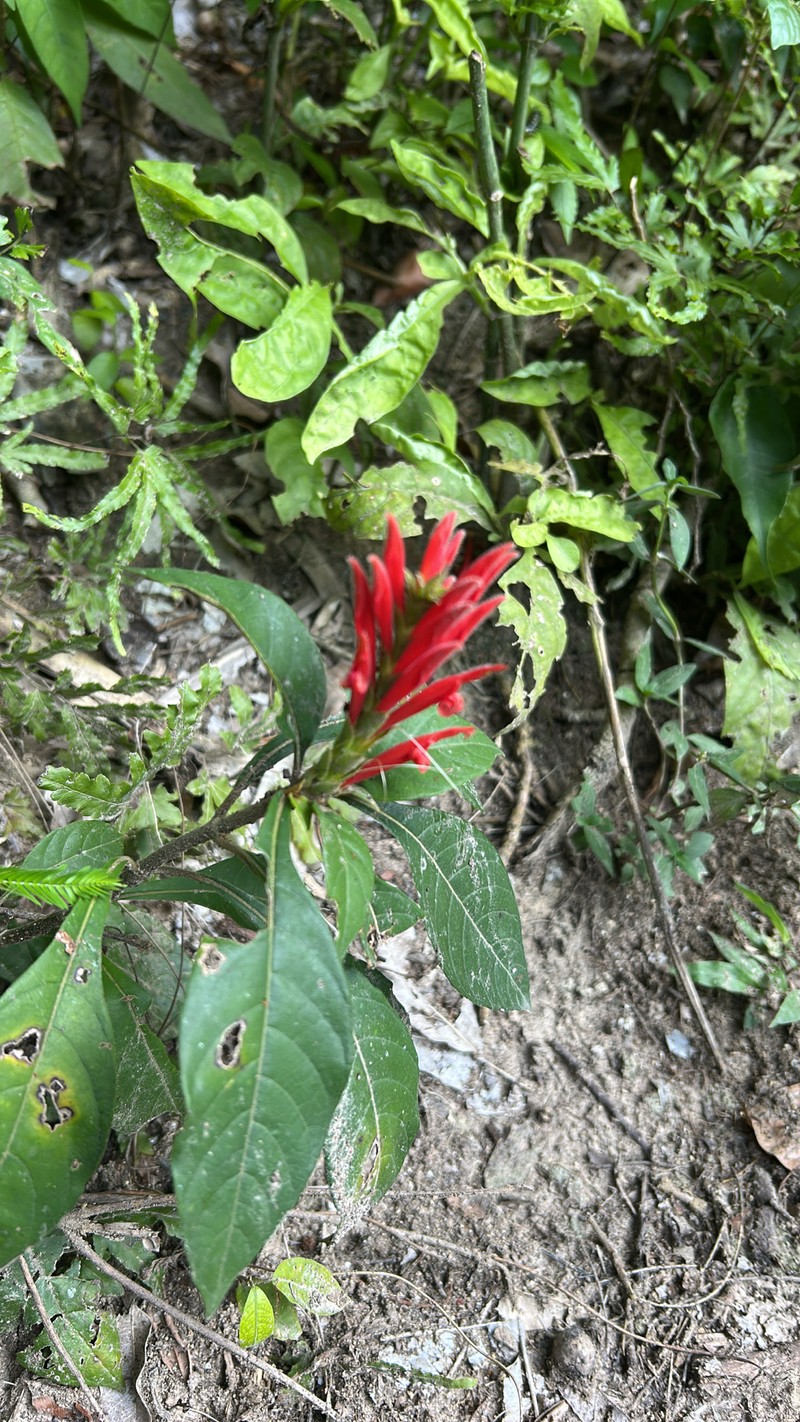 Aphelandra dukei photo 4