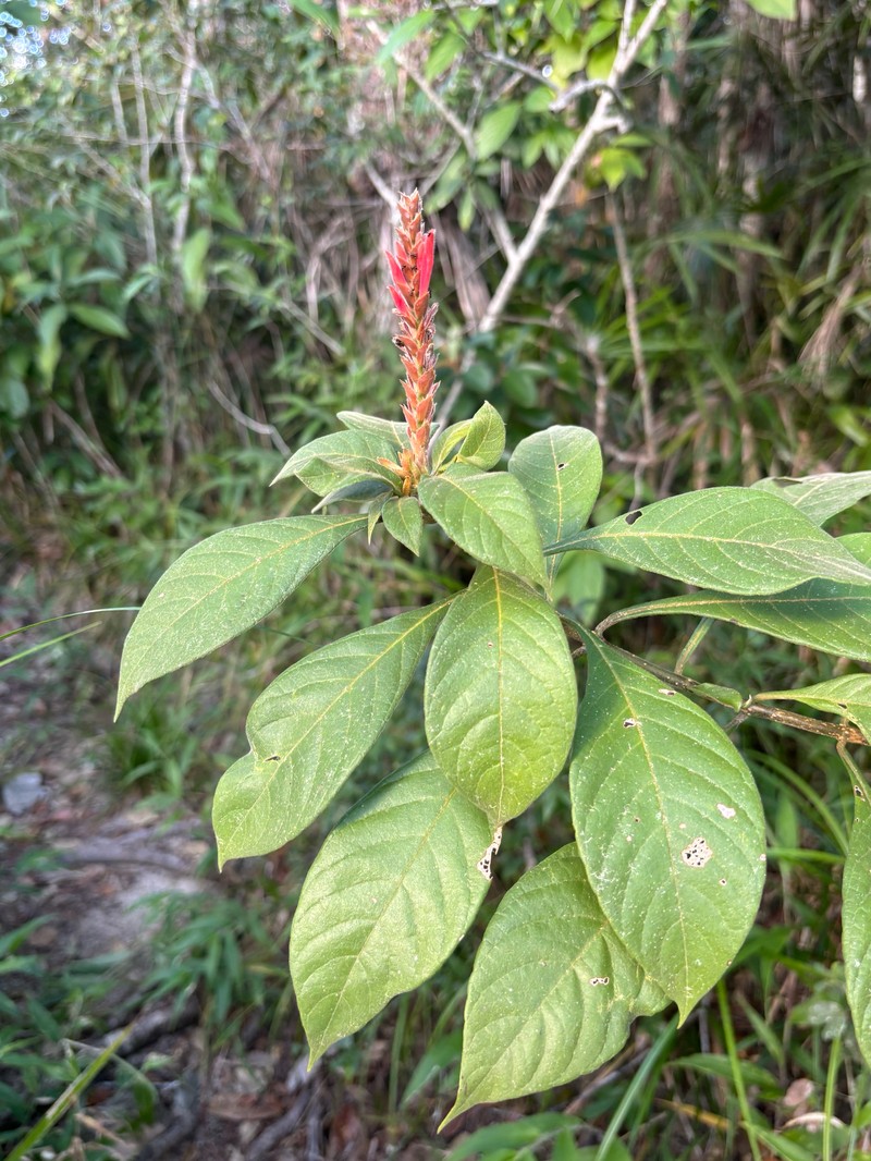 Aphelandra dukei photo 5
