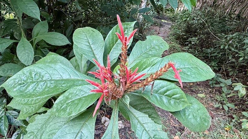 Aphelandra dukei photo 6