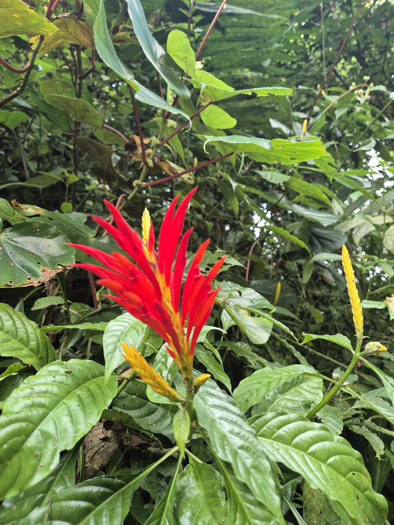 Aphelandra dukei photo 7