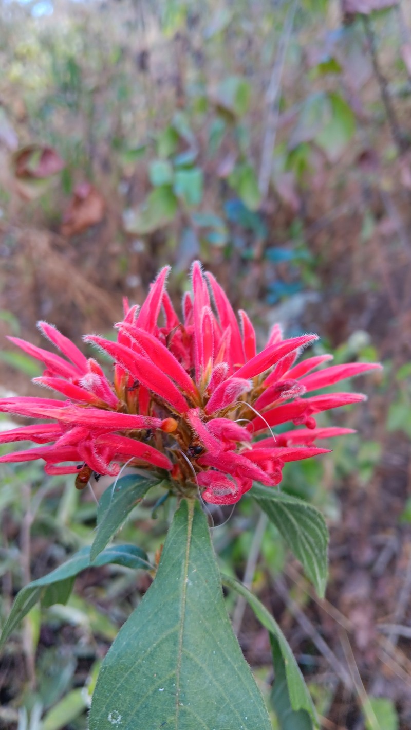 Aphelandra dukei photo 8