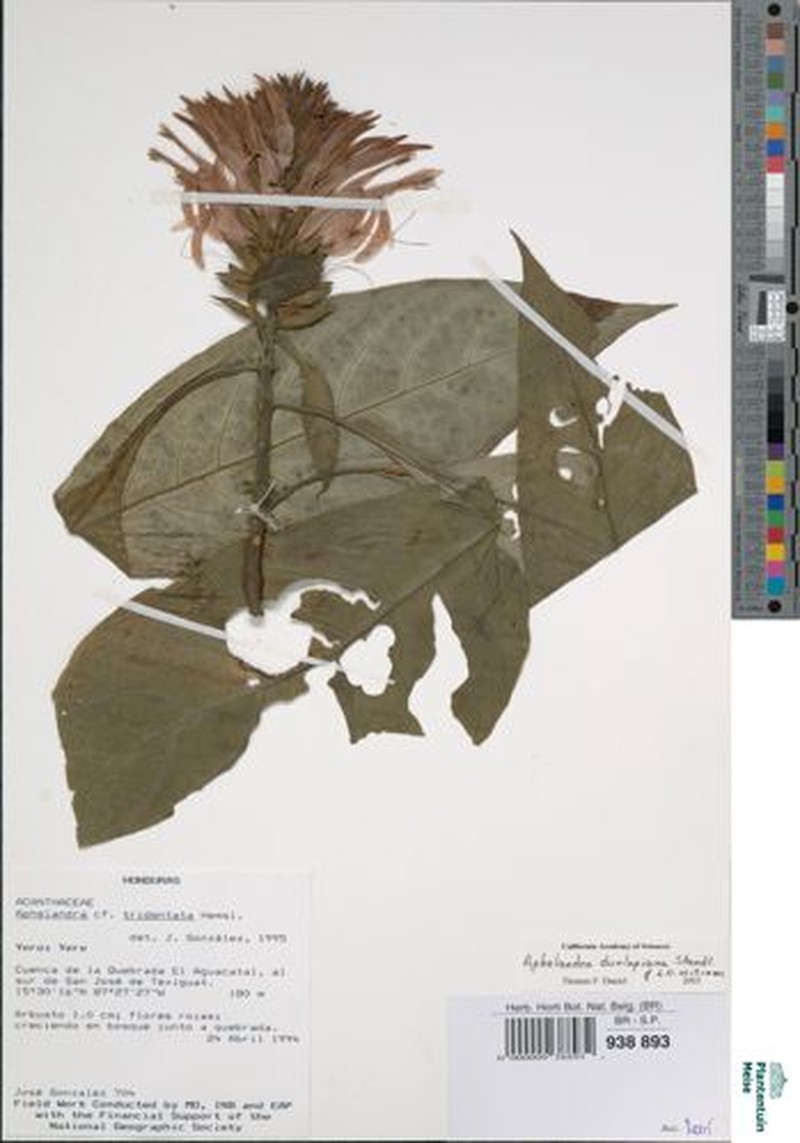 Aphelandra dunlapiana