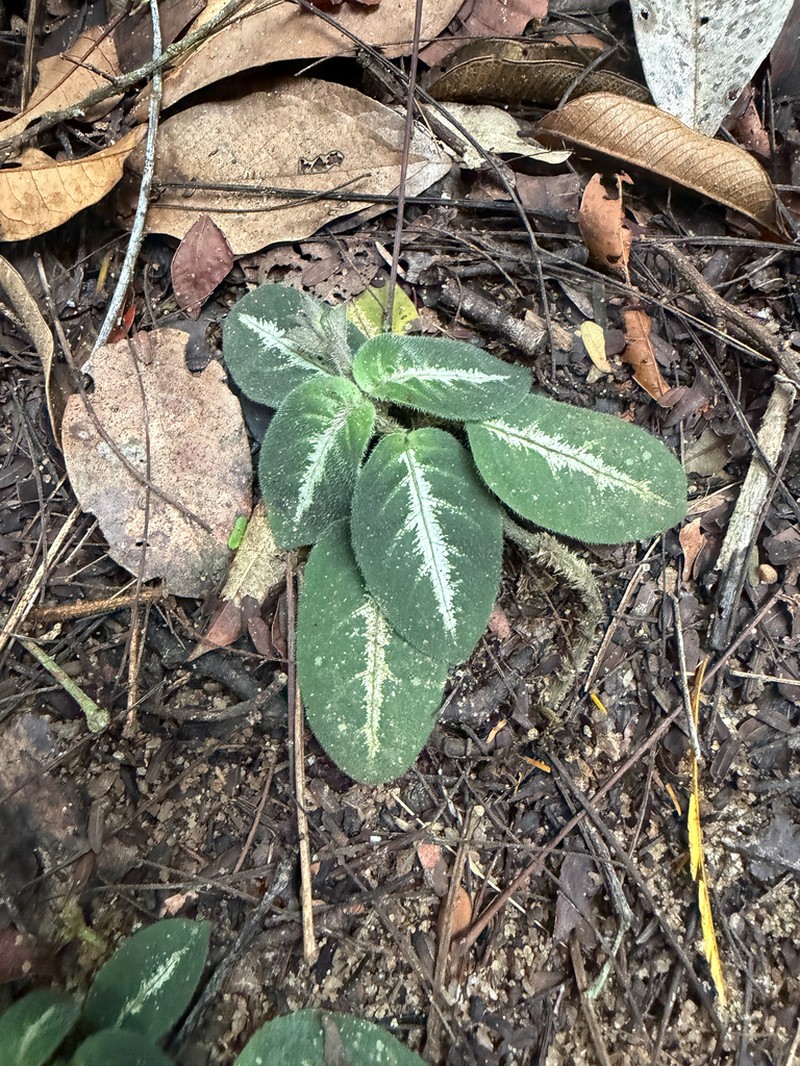 Aphelandra espirito-santensis