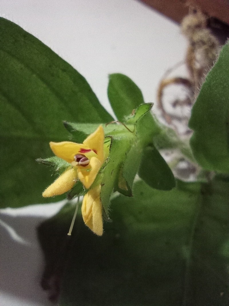 Aphelandra espirito-santensis photo 2