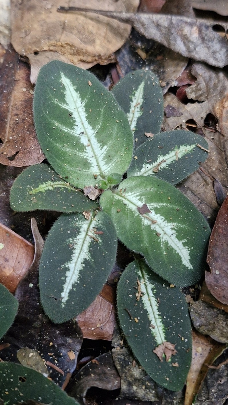 Aphelandra espirito-santensis photo 3