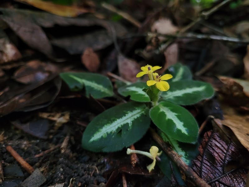 Aphelandra espirito-santensis photo 4