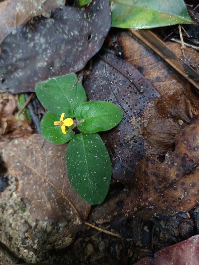 Aphelandra espirito-santensis photo 5