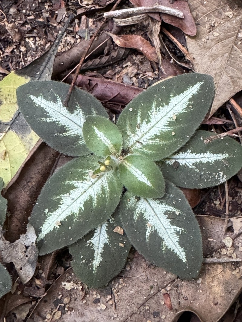 Aphelandra espirito-santensis photo 6