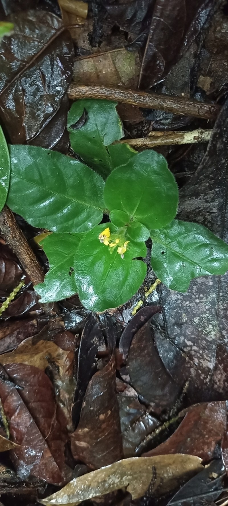 Aphelandra espirito-santensis photo 7