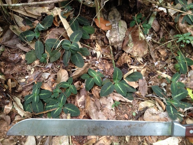 Aphelandra espirito-santensis photo 8
