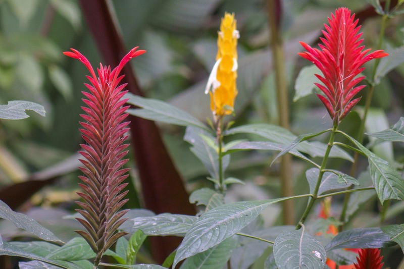 Aphelandra flava