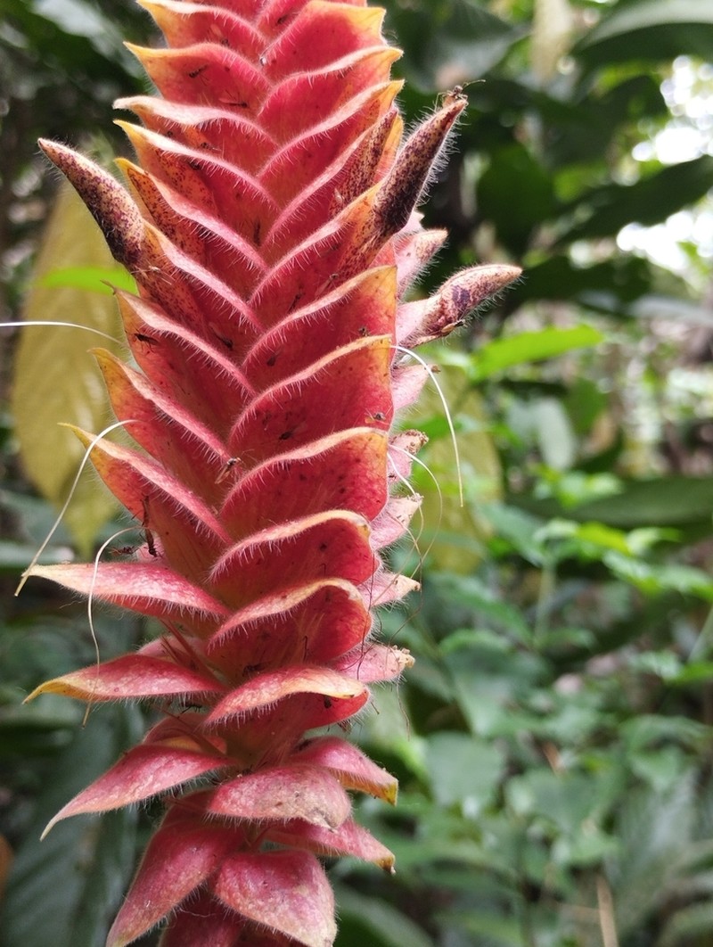 Aphelandra flava photo 2