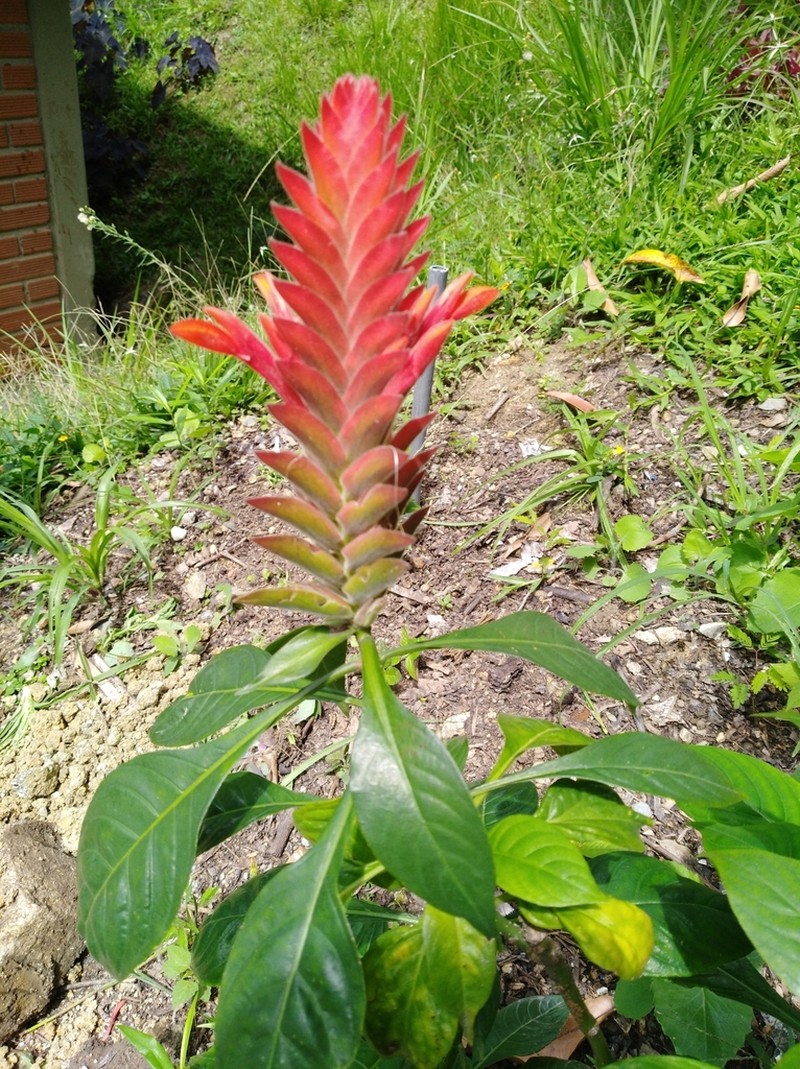Aphelandra flava photo 3
