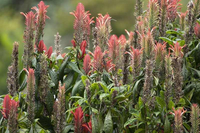 Aphelandra flava photo 4
