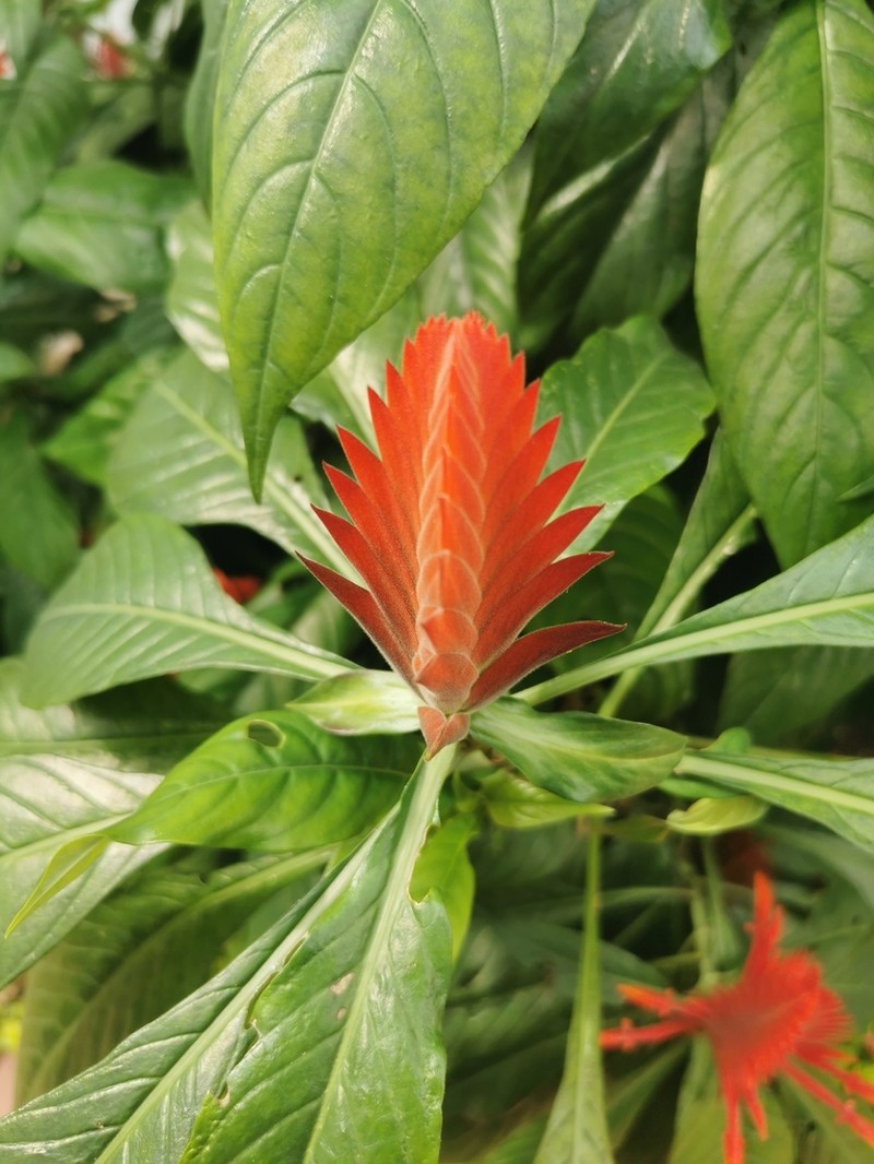 Aphelandra flava photo 5