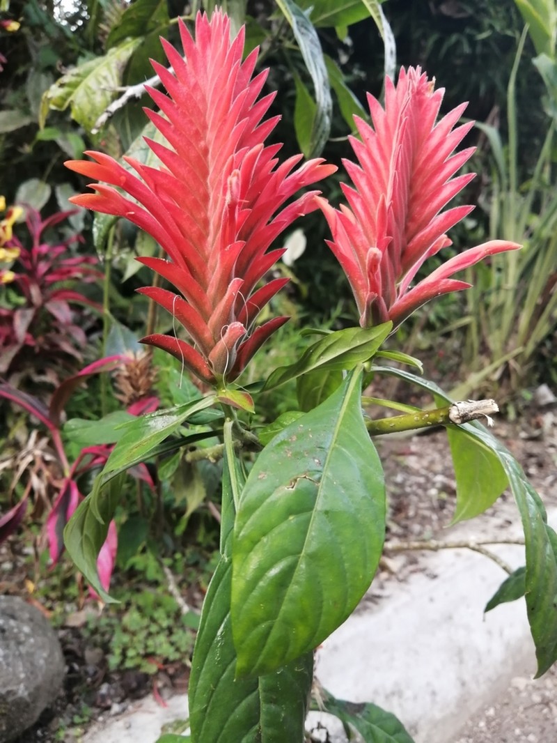 Aphelandra flava photo 6