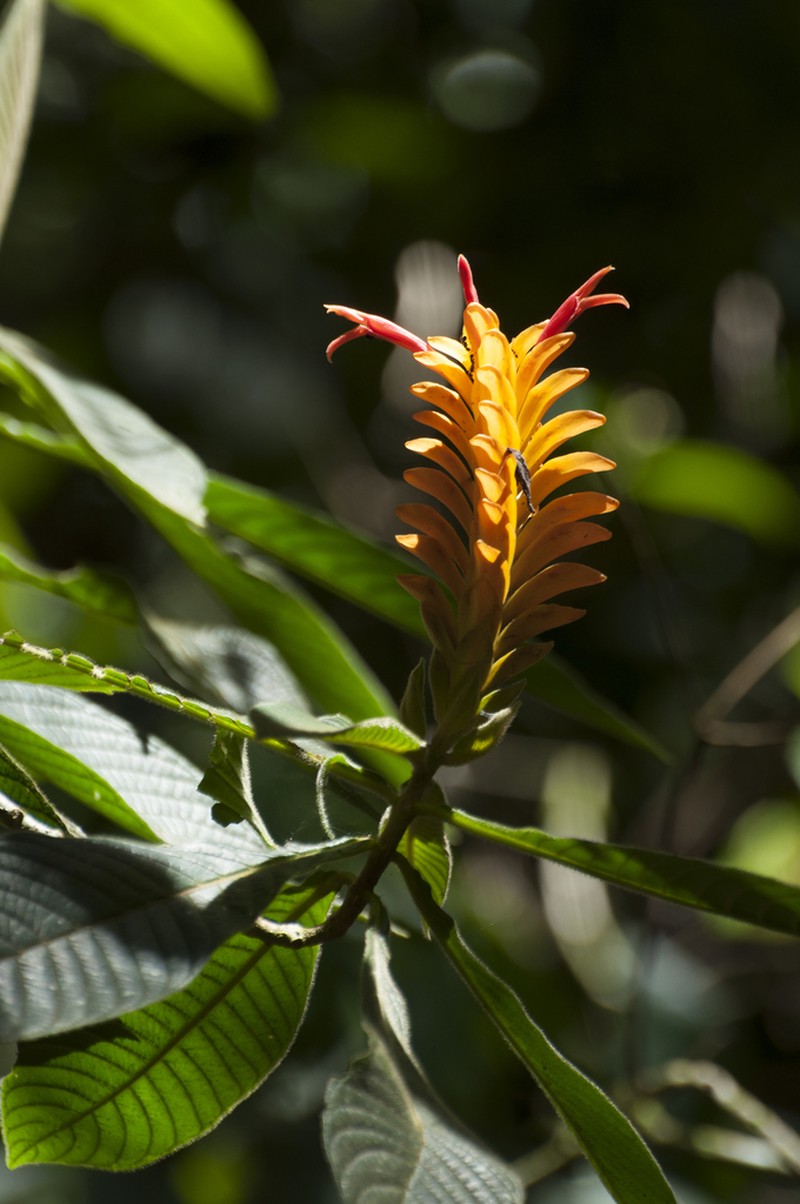Aphelandra flava photo 7