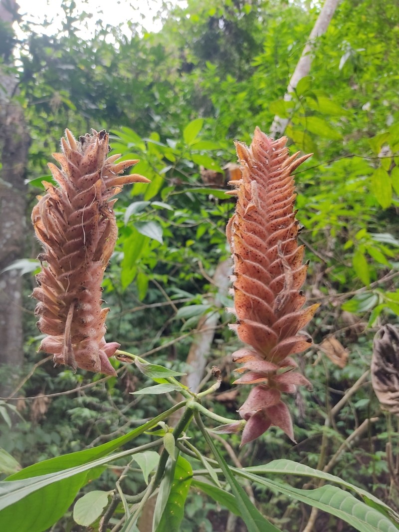 Aphelandra flava photo 8