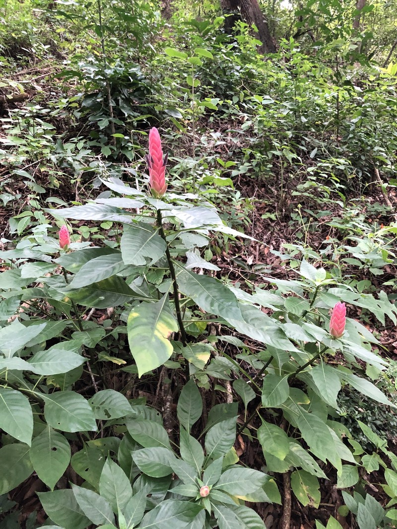 Aphelandra gigantiflora photo 3