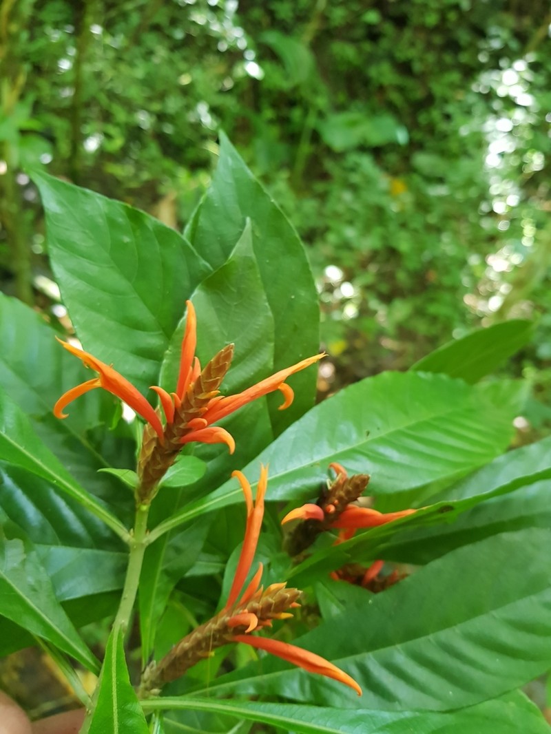 Aphelandra glabrata