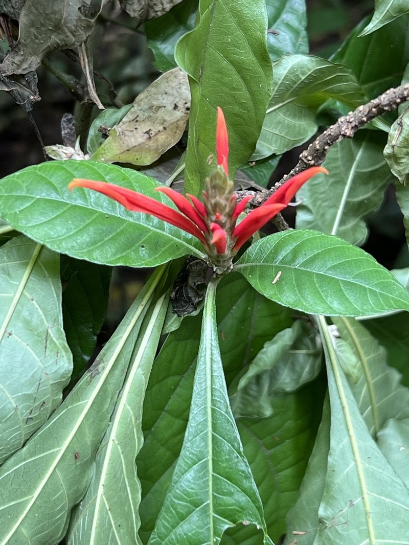 Aphelandra glabrata photo 2