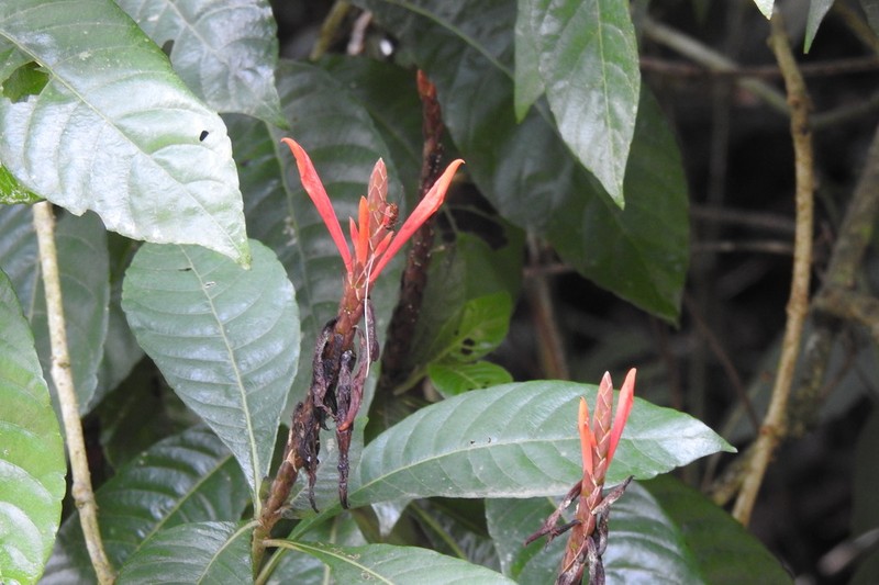 Aphelandra glabrata photo 3