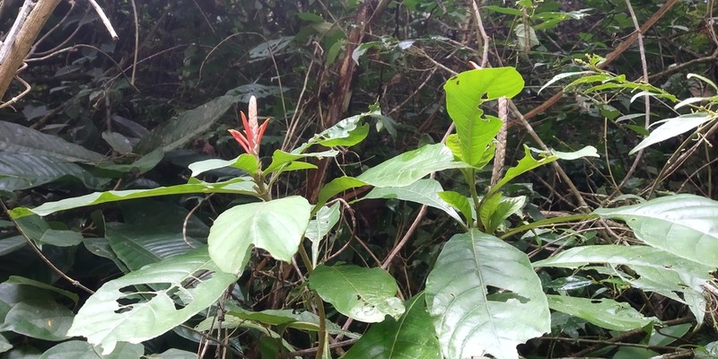 Aphelandra glabrata photo 4