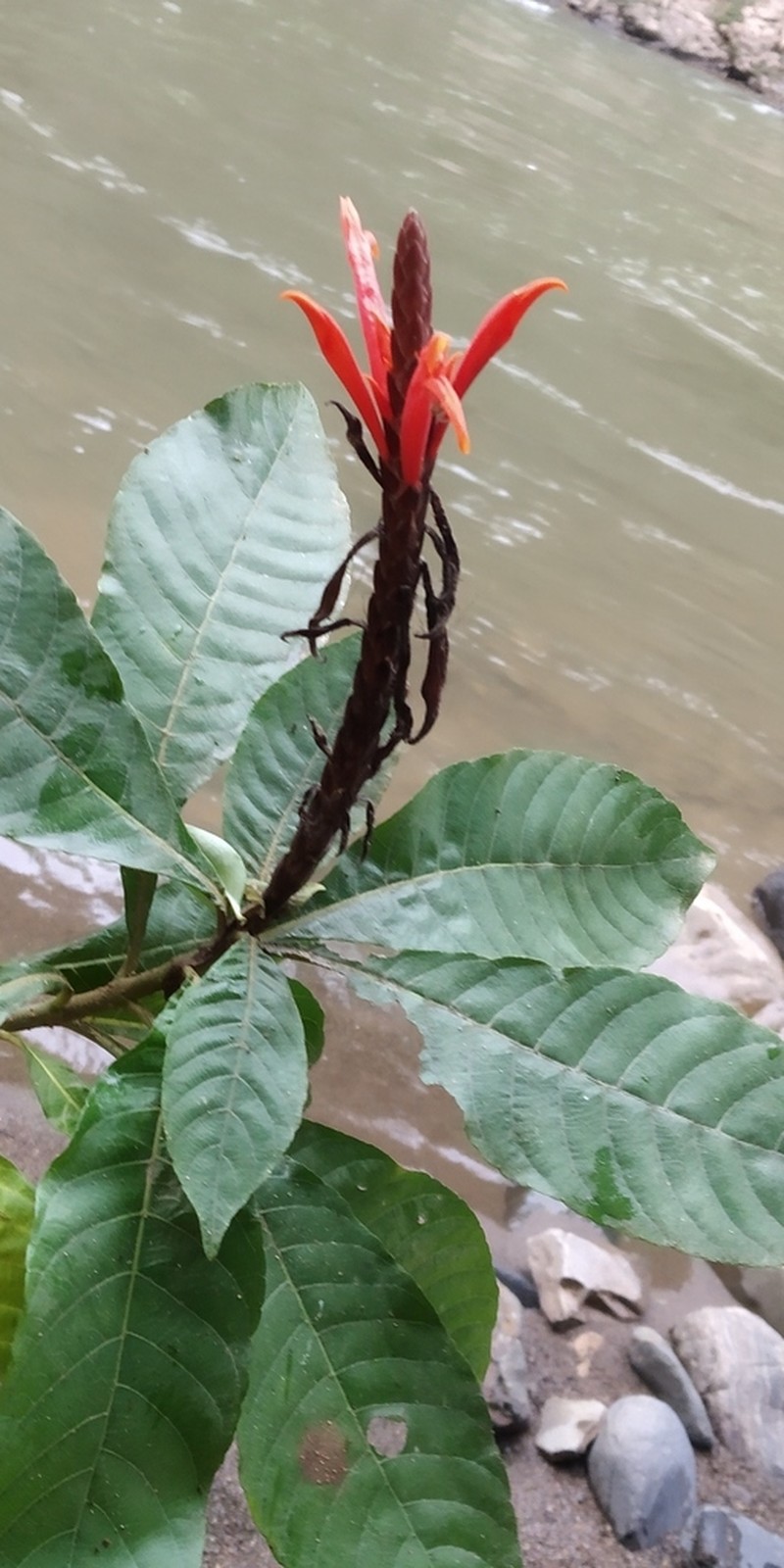 Aphelandra glabrata photo 5
