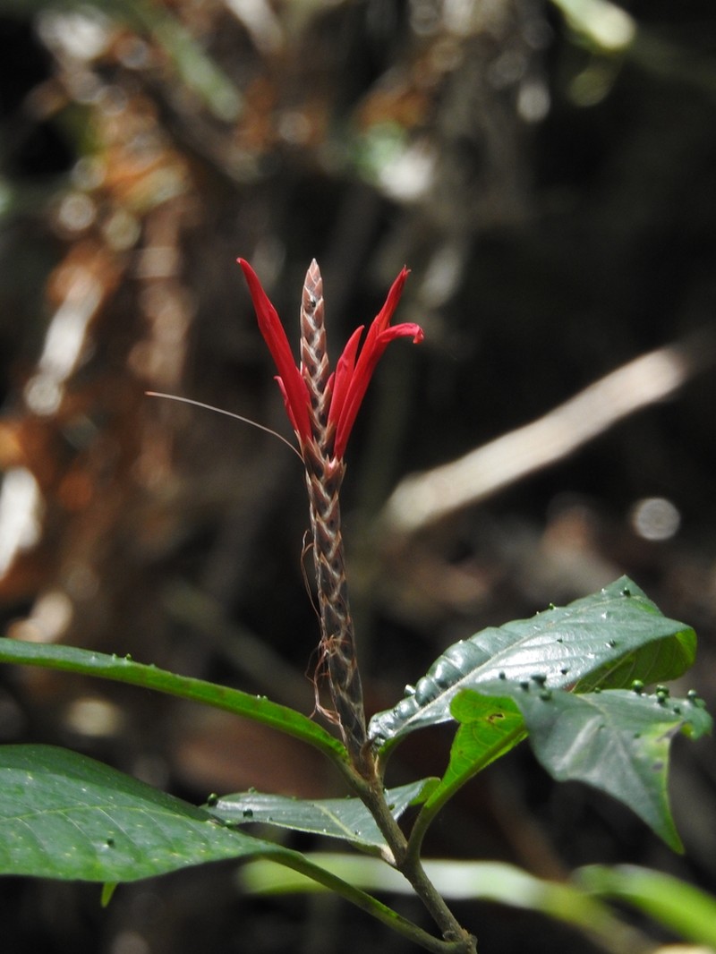 Aphelandra glabrata photo 6