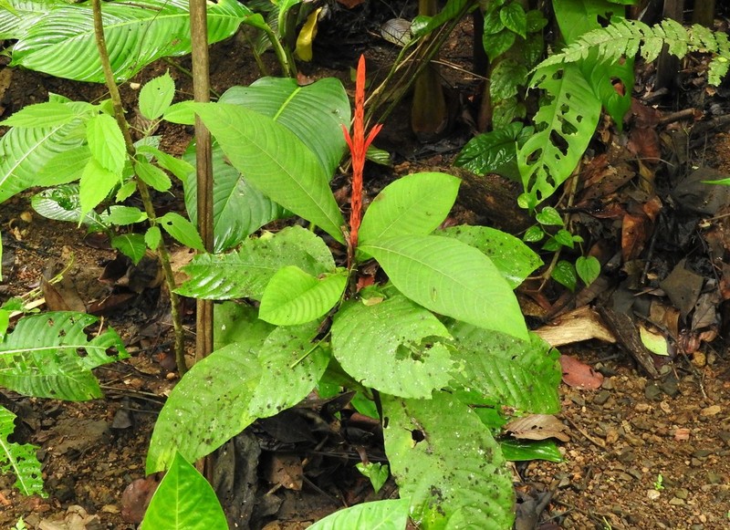 Aphelandra glabrata photo 7