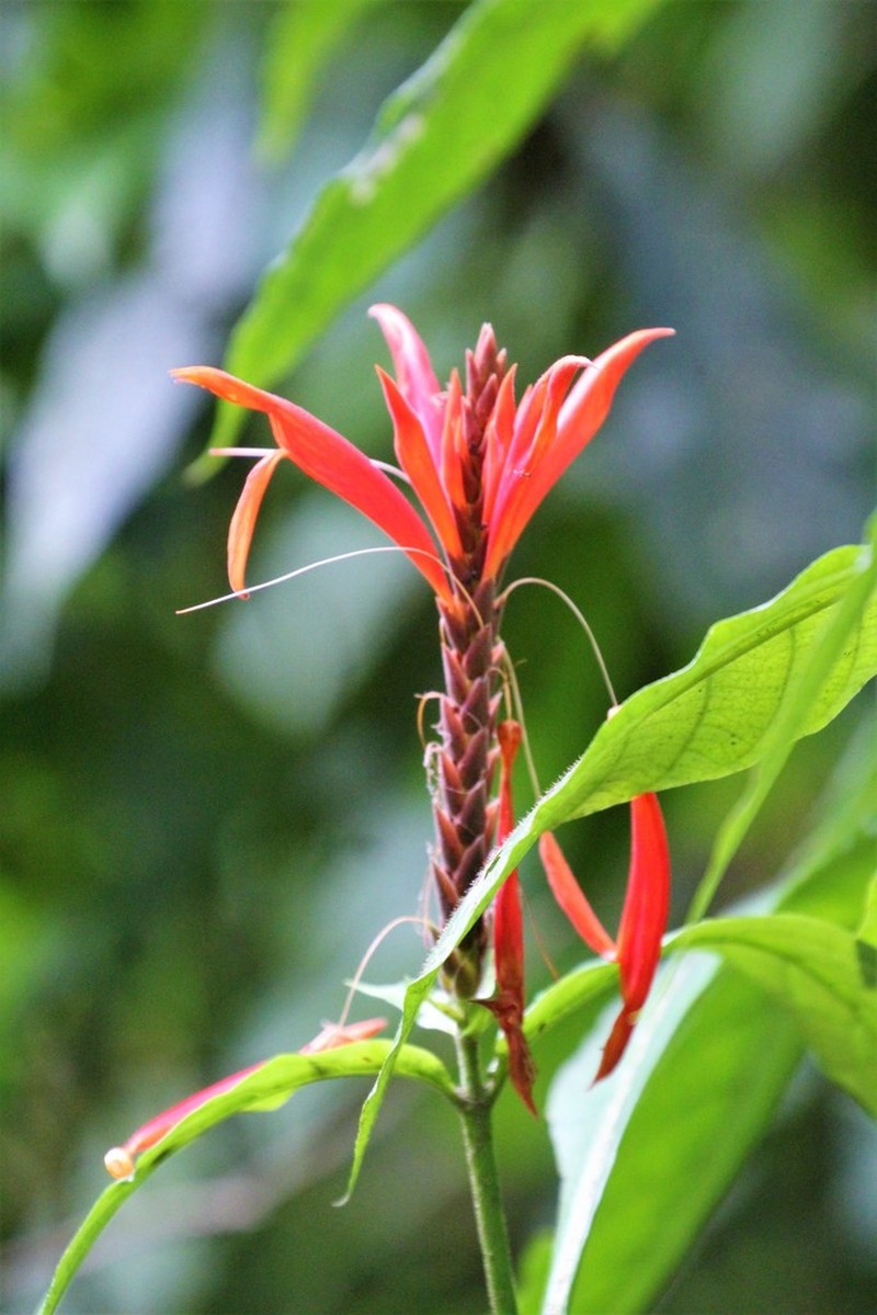Aphelandra golfodulcensis