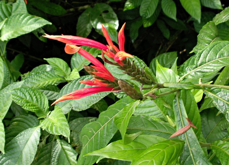 Aphelandra golfodulcensis photo 2