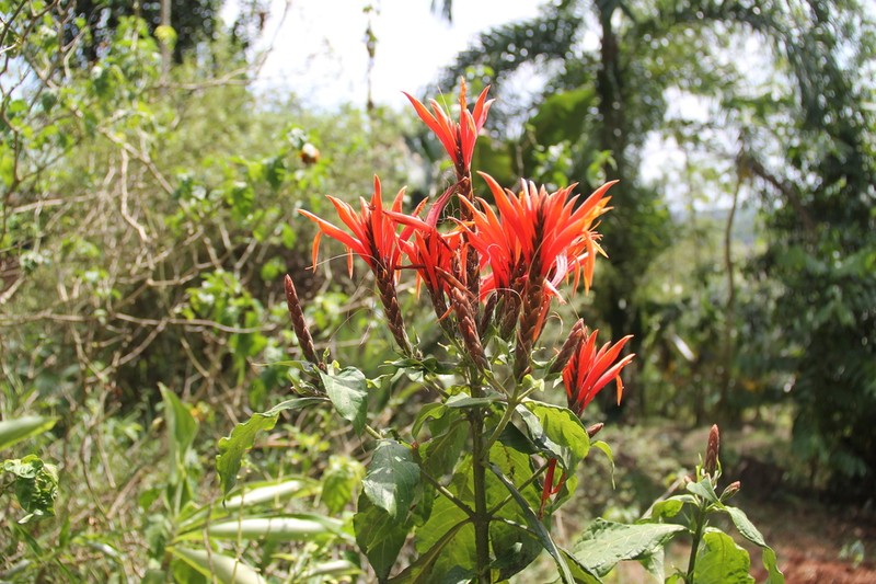 Aphelandra golfodulcensis photo 3