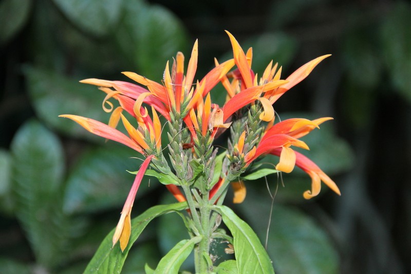 Aphelandra golfodulcensis photo 4