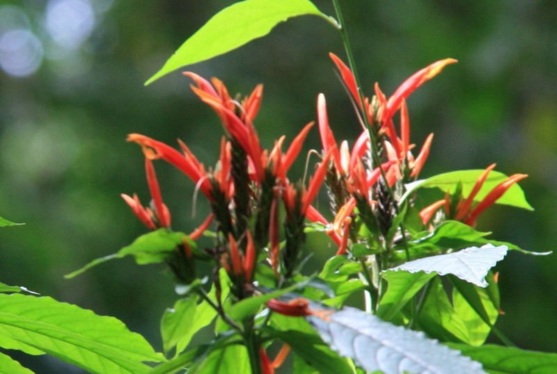 Aphelandra golfodulcensis photo 5