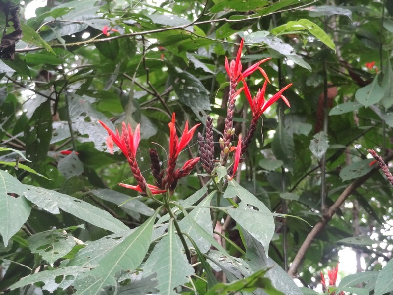 Aphelandra golfodulcensis photo 6