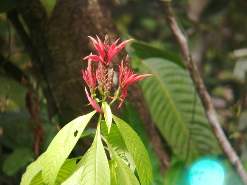 Aphelandra golfodulcensis photo 7