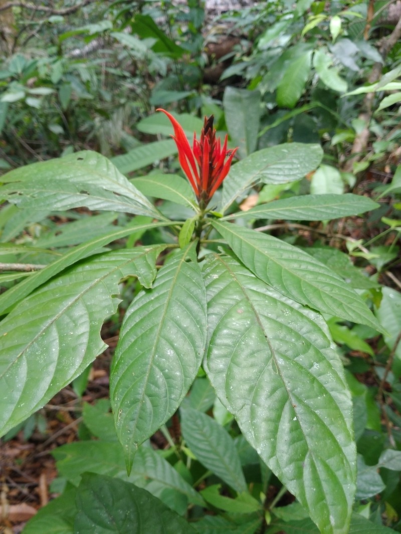 Aphelandra golfodulcensis photo 8