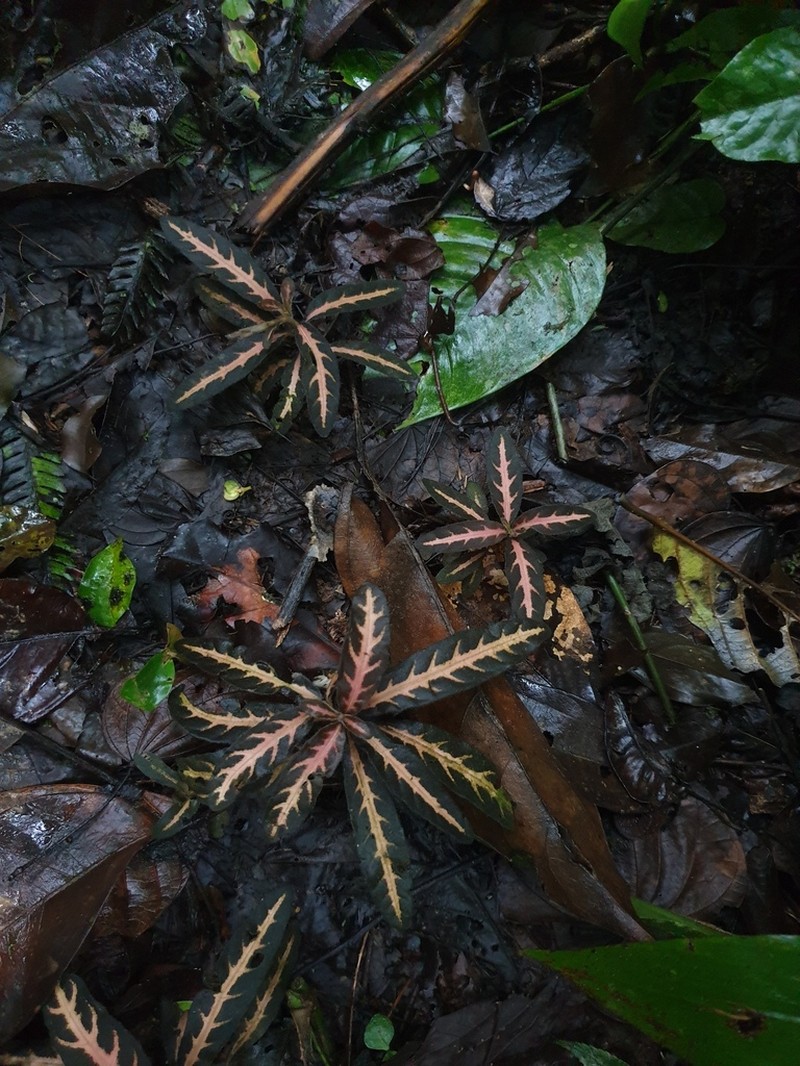 Aphelandra goodspeedii
