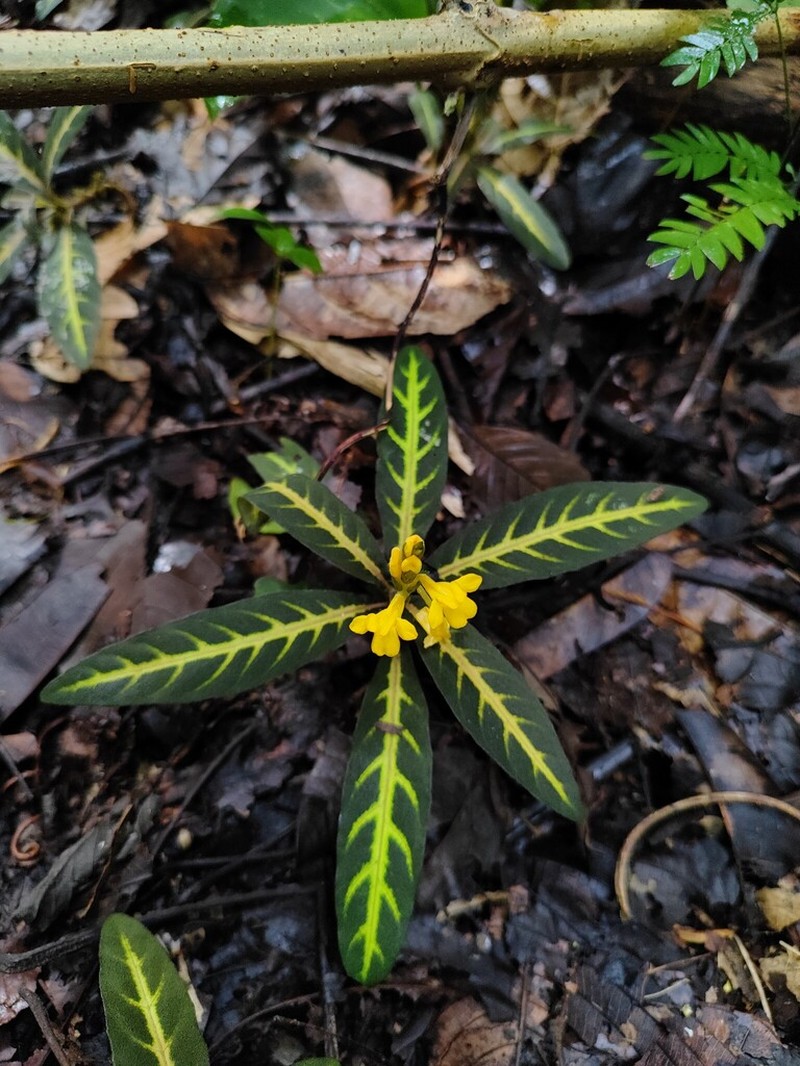Aphelandra goodspeedii photo 3