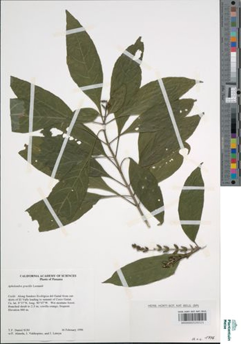 Aphelandra gracilis photo 2
