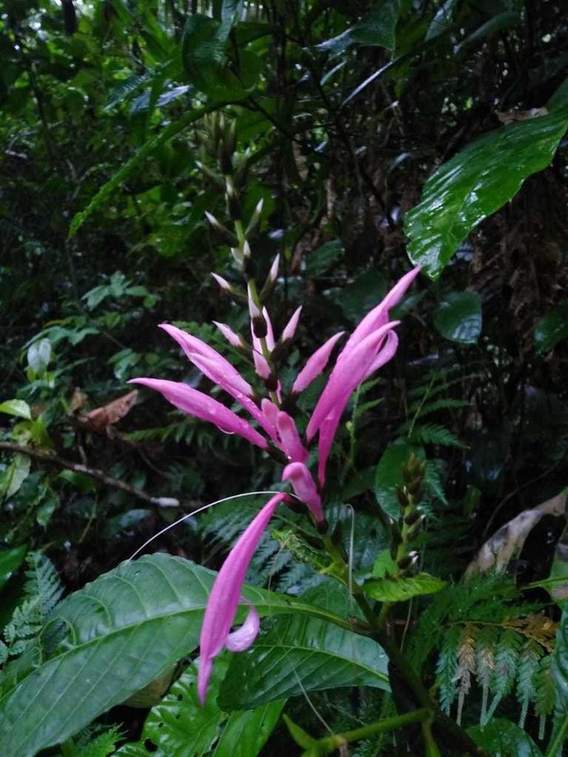 Aphelandra gracilis