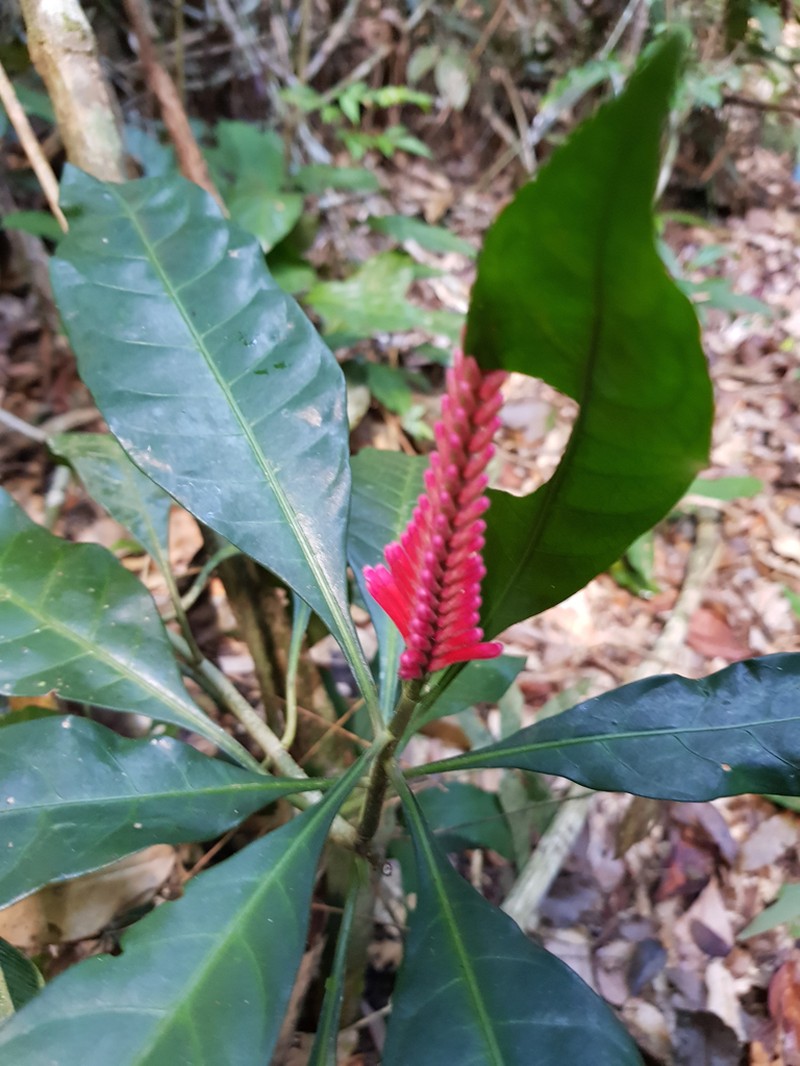 Aphelandra harleyi