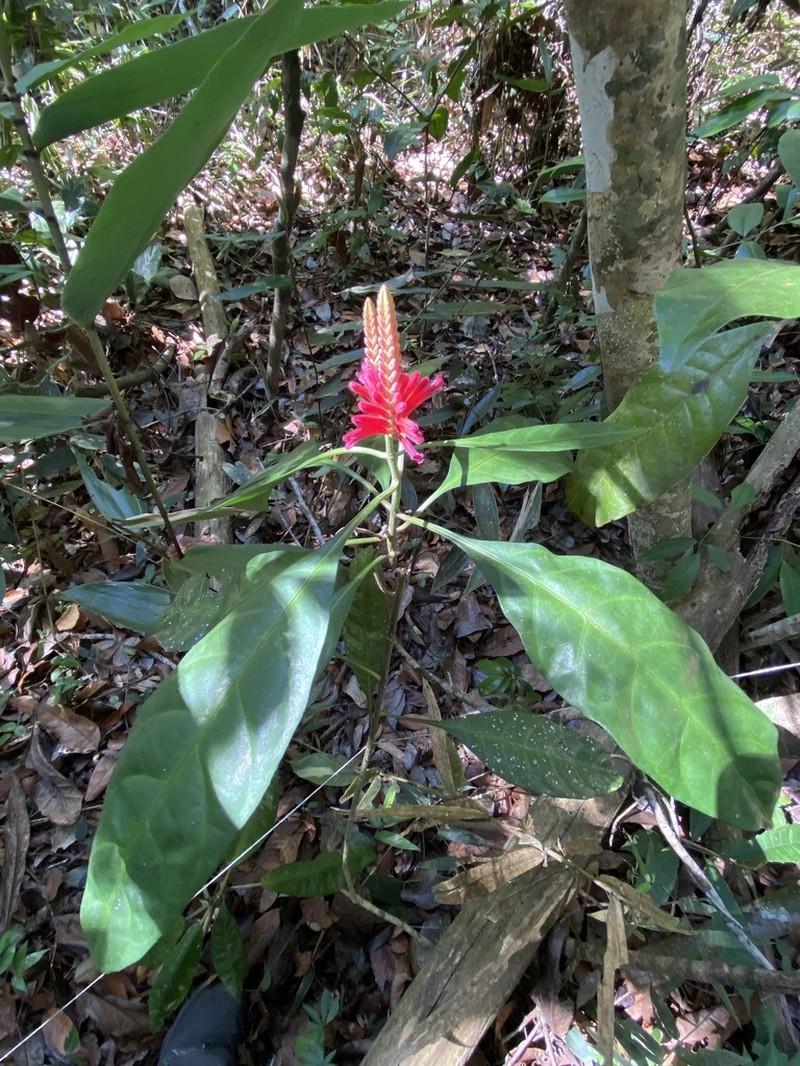Aphelandra harleyi photo 2