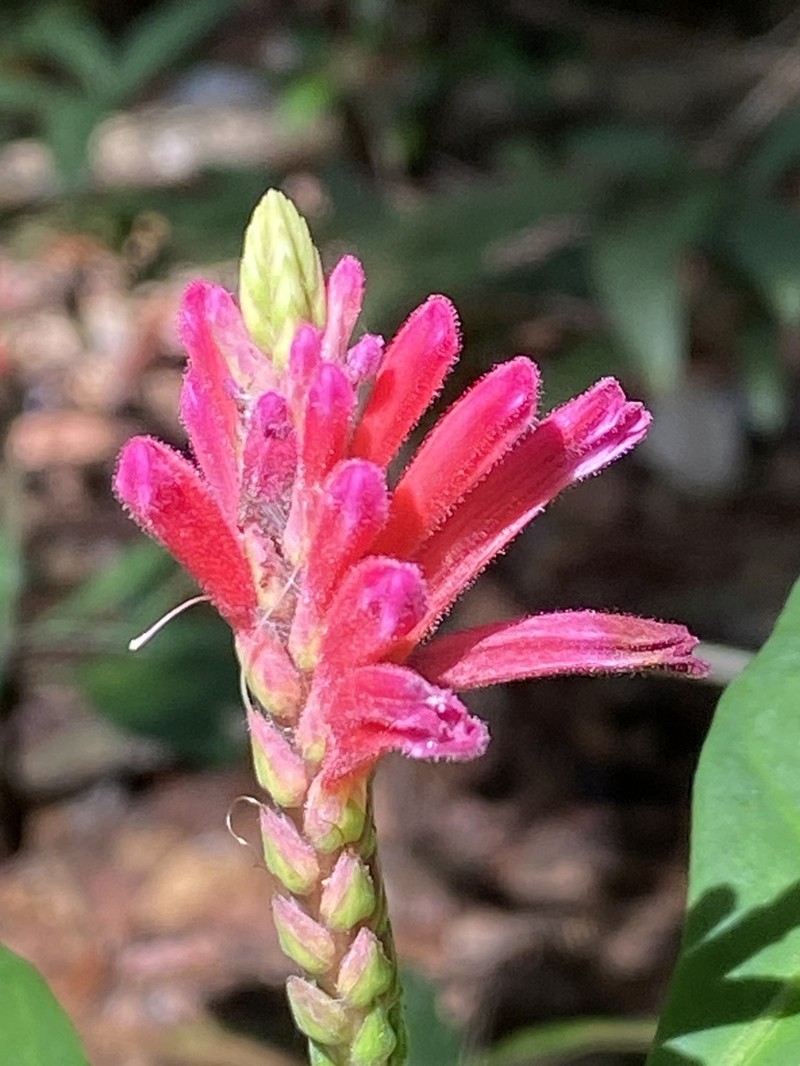 Aphelandra harleyi photo 3