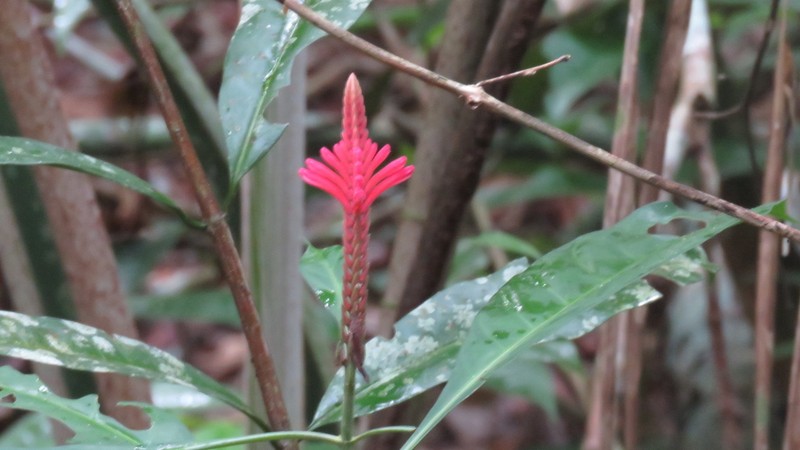 Aphelandra harleyi photo 4