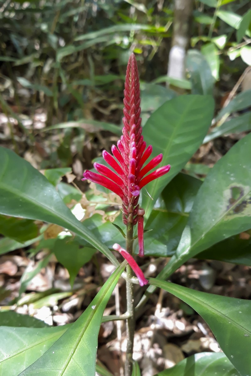 Aphelandra harleyi photo 5