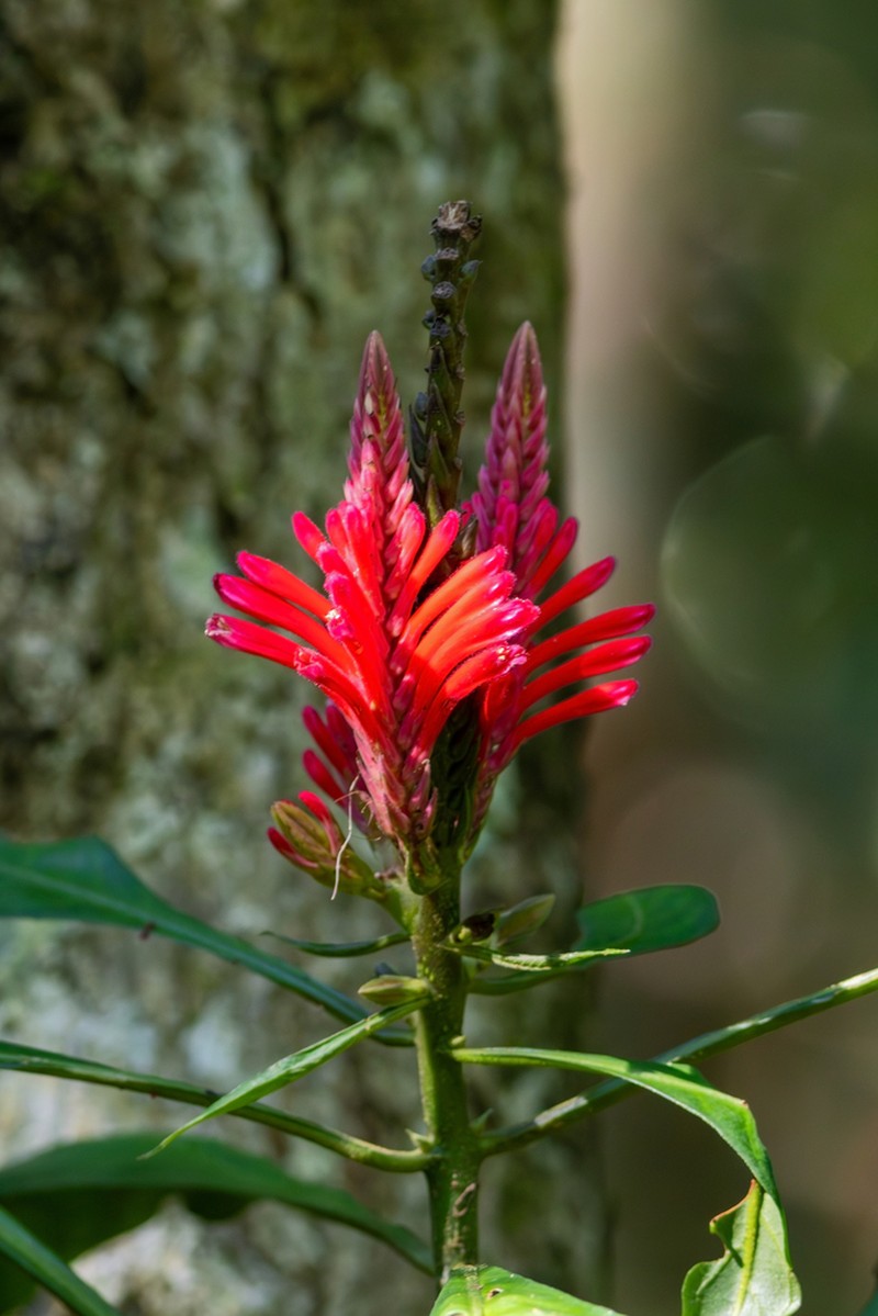 Aphelandra harleyi photo 6
