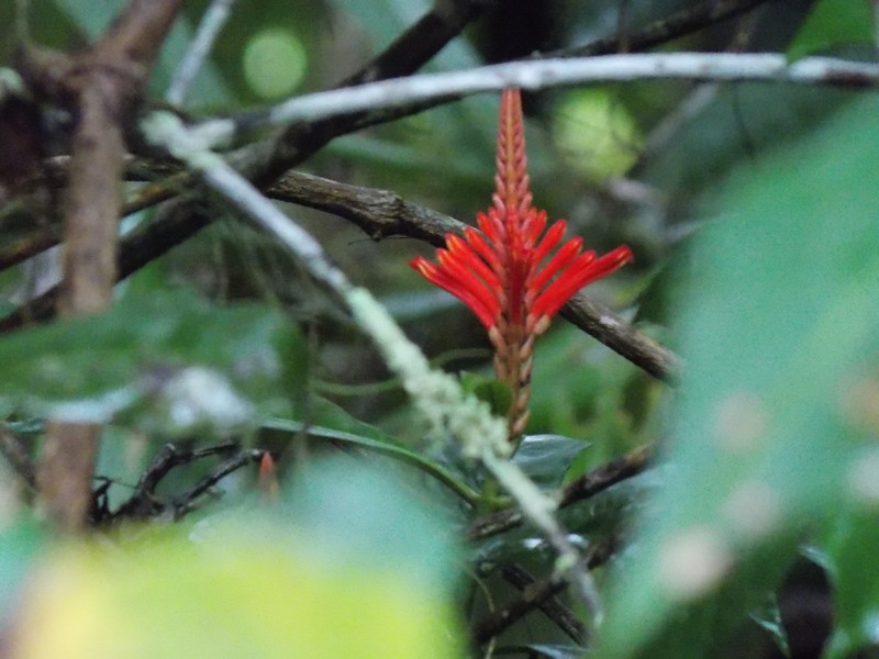 Aphelandra harleyi photo 7