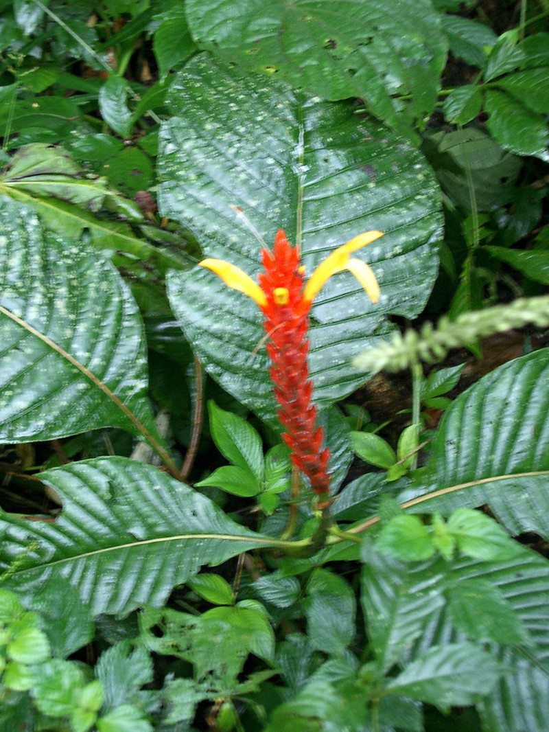 Aphelandra hartwegiana